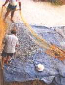 Georgiopoli 3