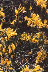 Natur