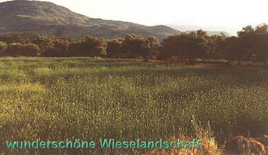 grne Wiese bei Georgioupoli